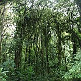 Costa Rica20150406-1734-1134